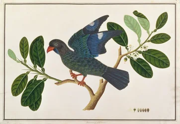 Ave del Dólar, de Dibujos de Aves de Malaca, c.1805-18